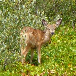 Deer